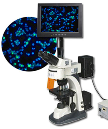 高清数码显微镜